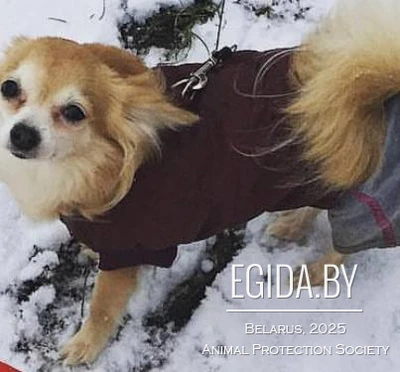 Пропала собака по кличке Бася породы чихуахуа