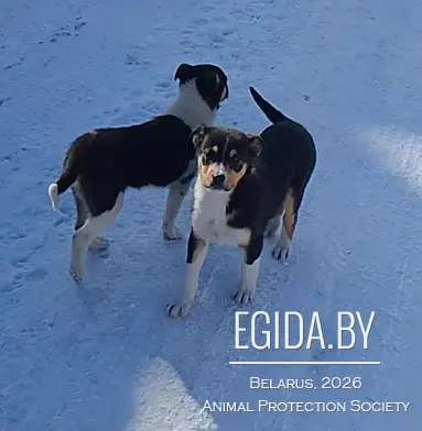 Умные милахи- щенки в дар Могилев