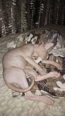 Отдам кота в добрые приветливые руки!