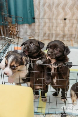 Щенки ищут своих людей