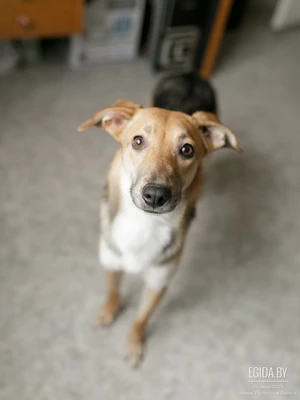 Мия нежная девочка в добрые руки