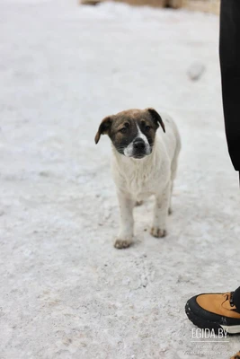 Щенок 4 месяца в дар!
