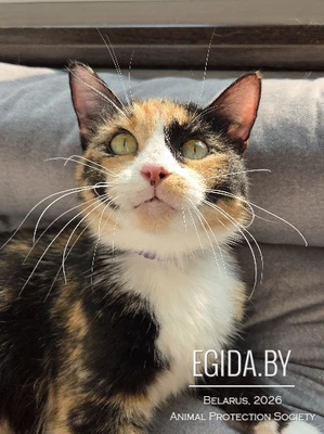 Прелестный трехцветик Маньяна украсит вашу жизнь