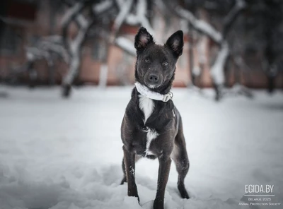 Черри, молодая, не большая собака в дар
