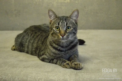 Красивый котяра в добрые руки!