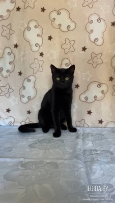 Славный котик Мистик