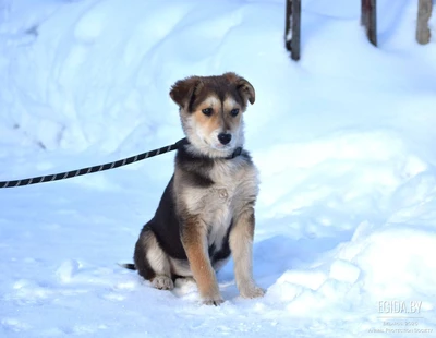 Щенки девочки, 4 мес, ласковые, в поисках любящей семьи
