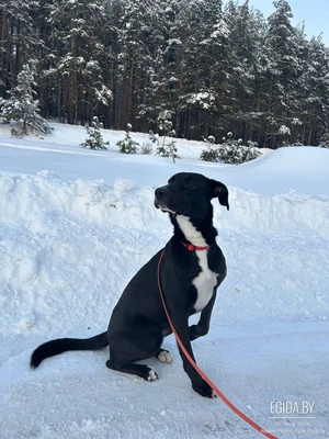 Ласковая собака ищет Дом!