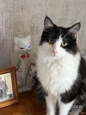 Кошка в добрые руки!