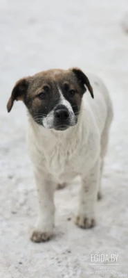 Щенок 4 месяца в дар!