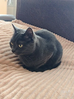 Отдам кота в добрые руки