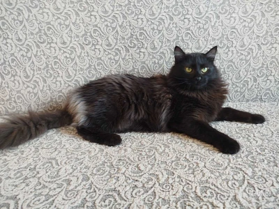 Роскошный Фирс