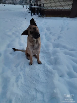 Классный пёс Бармалей ищет дом!