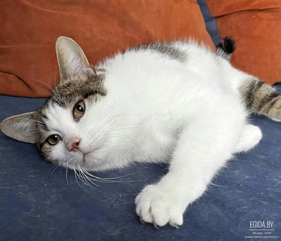 Нежный и ласковый котик Мотя ищет любящих хозяев