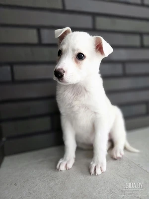 Девочка Беляшка в добрые руки