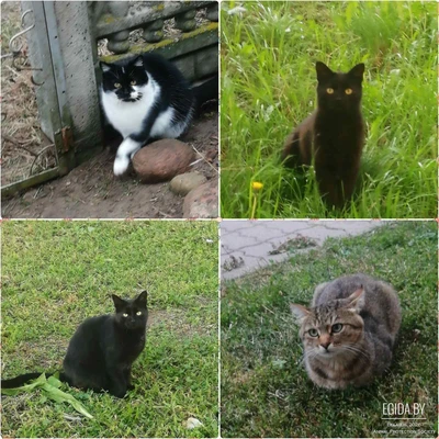 Всем этим замечательным котикам срочно нужен дом! Sos!  В дар!