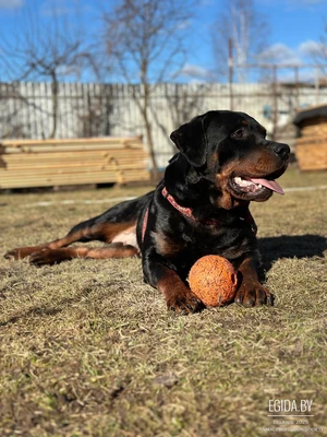 Герда (ротвейлер) в дар в хорошие руки