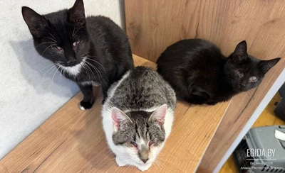 ПРИЮТУ СРОЧНО НУЖНА ПОМОЩЬ!