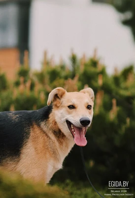 Тима ищет дом