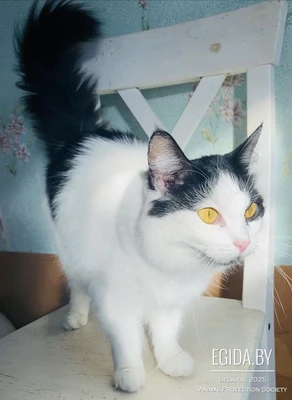 Самая ласковая кошечка Леся, очень ждёт свою семью