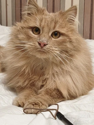 Вам очень повезет с котиком