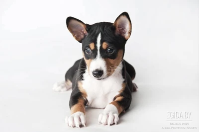 Щенки Басенджи, породистые, триколор