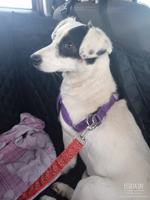 Белочка красавица ищет свою семью