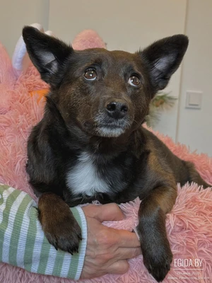 Черри ищет дом