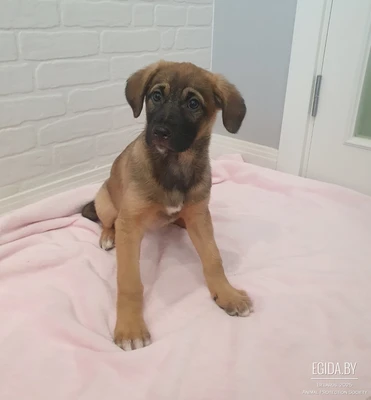 Спокойная Малибу ждет свою семью