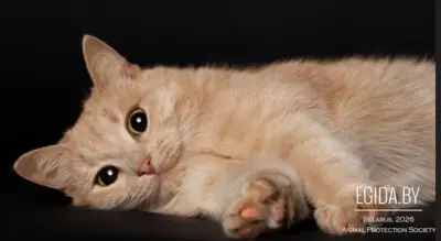 Рыжая кошка Фанта в дар! Нужна передержка или дом! Срочно!