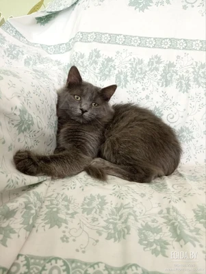 Котята ищут хозяев 🏡