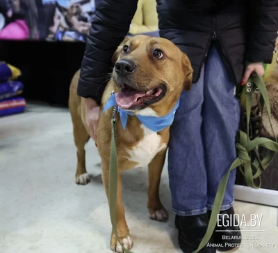 Невероятная собака ищет любящий Дом!