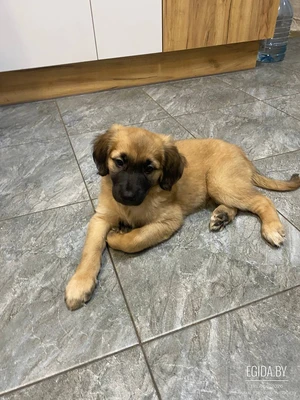 Щенок лабрадора метиса