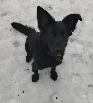 Срочно нужна помощь! Две собаки не уживаются, постоянные конфликты.