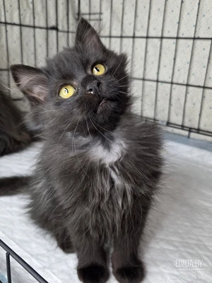 Очаровашки Шуша и Плюша хотят домой. Котята девочки