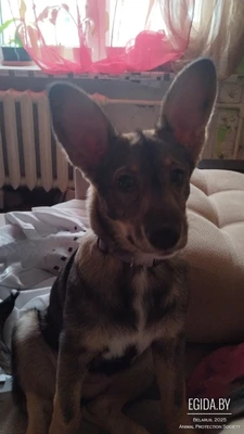 Щенок в дар