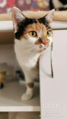 Кошка Мира в дар!