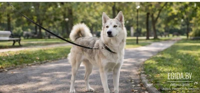 Хочет лайка Лана другом стать желанным!