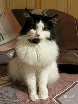 Муся в поисках хорошего дома