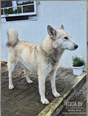 Лайке Майку нужен дом с другом,миской, комельком.й