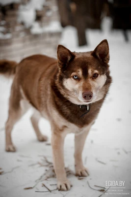 Кобель в добрые руки