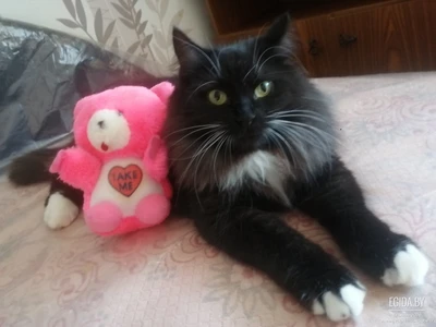 Кошка с вик Пушинка срочно ищет дом, в дар!