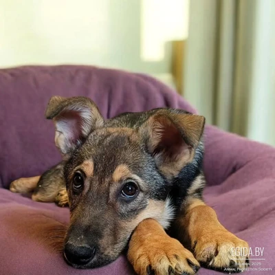 Щенок Фирм в добрые руки