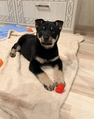 Красивый и умный щенок в дар!