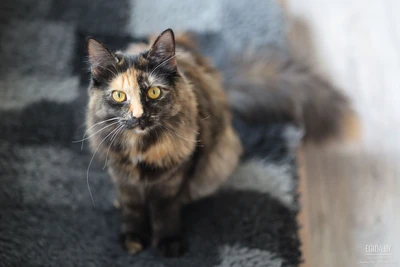 Маргоша ищет лучший дом