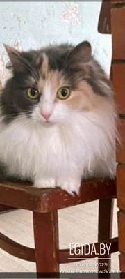 Софи- самая красивая кошечка на свете, 8 мес, очень ждёт любящую семью