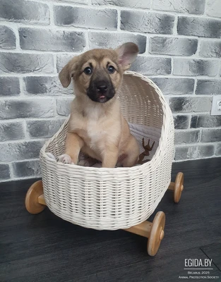 Кроха Кейси спасеныш ищет теплый дом