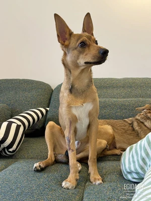 Крис ищет дом