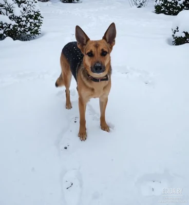 Джэки ищет новый дом!