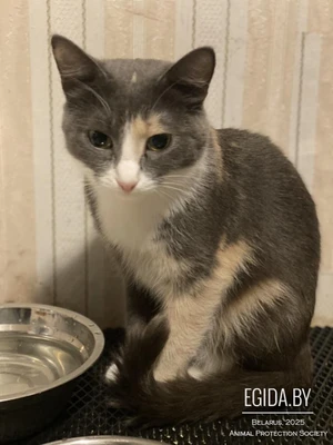 Дуняша, нежная, ласковая кошечка, 8 мес, мелкая по размеру, ждёт своего человека